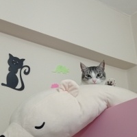 Tekir Kedi, Kedi  Toprak, mincik, duman, leyla ve umut fotoğrafı