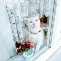 Van Kedisi, Kedi  Boncuk fotoğrafı