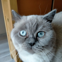 British Shorthair, Kedi  Eylül fotoğrafı