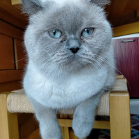 British Shorthair, Kedi  Eylül fotoğrafı