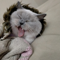 British Shorthair, Kedi  Eylül fotoğrafı