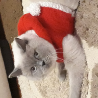 British Shorthair, Kedi  Eylül fotoğrafı