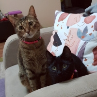 Bombay, Kedi  Düdük fotoğrafı