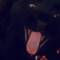 Bombay, Kedi  Düdük fotoğrafı