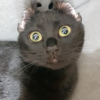 Bombay, Kedi  Düdük fotoğrafı