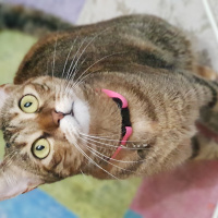 Tekir Kedi, Kedi  JR. Eyşan fotoğrafı