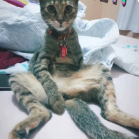 Tekir Kedi, Kedi  JR. Eyşan fotoğrafı