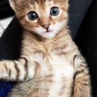 Tekir Kedi, Kedi  JR. Eyşan fotoğrafı