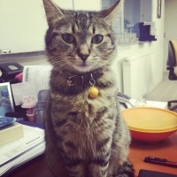 Tekir Kedi, Kedi  PAKİZE fotoğrafı