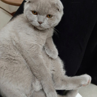 Scottish Fold, Kedi  Tedi fotoğrafı