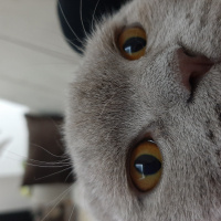 Scottish Fold, Kedi  Tedi fotoğrafı