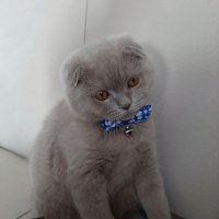 Scottish Fold, Kedi  Tedi fotoğrafı