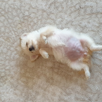 Maltese, Köpek  Toffie fotoğrafı