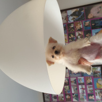 Maltese, Köpek  Toffie fotoğrafı