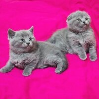 Scottish Fold, Kedi  adı henüz yok fotoğrafı