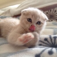 Scottish Fold, Kedi  adı henüz yok fotoğrafı