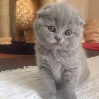 Scottish Fold, Kedi  adı henüz yok fotoğrafı