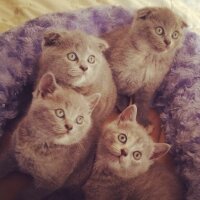 Scottish Fold, Kedi  adı henüz yok fotoğrafı