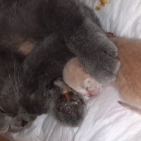 Scottish Fold, Kedi  Gece fotoğrafı