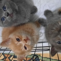 Scottish Fold, Kedi  Gece fotoğrafı