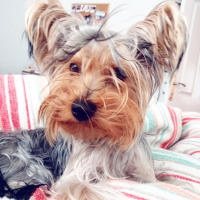 Yorkshire Terrier, Köpek  Fiona fotoğrafı