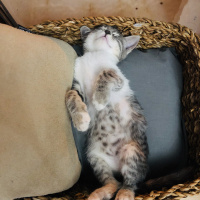Tekir Kedi, Kedi  Gümüş fotoğrafı