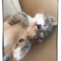 Tekir Kedi, Kedi  Gümüş fotoğrafı