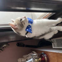 Tekir Kedi, Kedi  Gümüş fotoğrafı