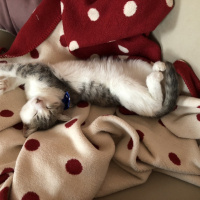 Tekir Kedi, Kedi  Gümüş fotoğrafı