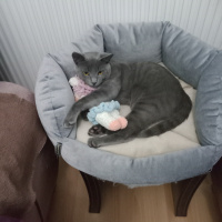 Mavi Rus, Kedi  Duman fotoğrafı