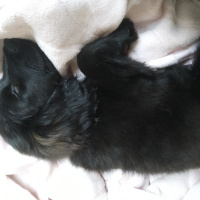 Pomeranyalı, Köpek  Çiko fotoğrafı