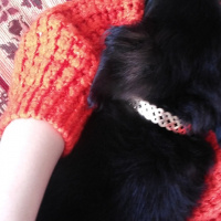 Pomeranyalı, Köpek  Çiko fotoğrafı