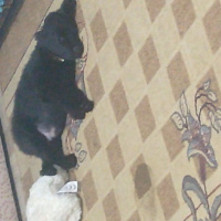 Pomeranyalı, Köpek  Çiko fotoğrafı