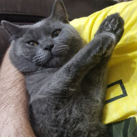 British Shorthair, Kedi  Duman fotoğrafı