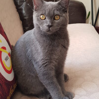 British Shorthair, Kedi  Duman fotoğrafı