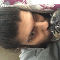 Tekir Kedi, Kedi  salem fotoğrafı