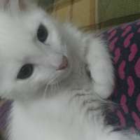 Ankara Kedisi, Kedi  Pamuk fotoğrafı