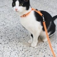 Tuxedo (Smokin) Kedi, Kedi  Pufi fotoğrafı