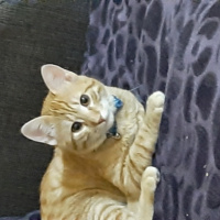 Sarman, Kedi  pipo fotoğrafı