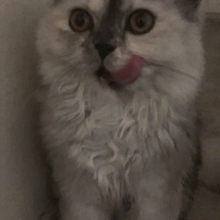İran Kedisi (Persian), Kedi  Şila fotoğrafı