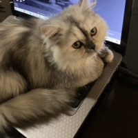 İran Kedisi (Persian), Kedi  Şila fotoğrafı