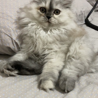 İran Kedisi (Persian), Kedi  Şila fotoğrafı
