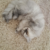 İran Kedisi (Persian), Kedi  Şila fotoğrafı