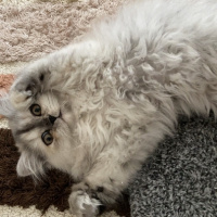 İran Kedisi (Persian), Kedi  Şila fotoğrafı