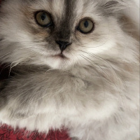 İran Kedisi (Persian), Kedi  Şila fotoğrafı