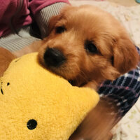 Golden Retriever, Köpek  Şans fotoğrafı