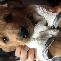 Golden Retriever, Köpek  Şans fotoğrafı