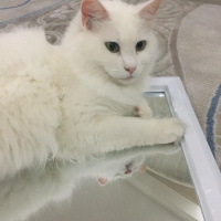 Ankara Kedisi, Kedi  Pamuk fotoğrafı