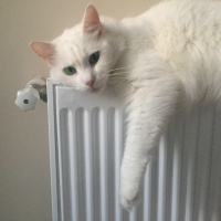 Ankara Kedisi, Kedi  Pamuk fotoğrafı