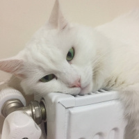 Ankara Kedisi, Kedi  Pamuk fotoğrafı
